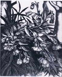 Stinking Hellebore, Nature in Britain udgivet af Collins