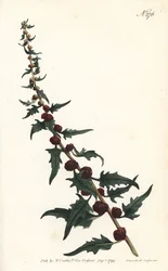 Jordbærspinat i en baguette - Bladrig gåsefod, Chenopodium foliosum (Jordbærmælde, Blitum virgatum). Graveret af Sansom efter en illustration af Sydenham Edwards fra William Curtis