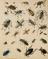 Undersøgelser af insekter