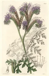 Tansy leaf phacelia, hjemmehørende i Californien - Water forte af S. Watts fra en illustration af Sarah Anne Drake (1803-1857), fra det botaniske register
