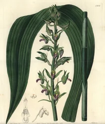 Variant af terrestrisk orkidé - Vild kokosorkidé, Eulophia alta (Woodfords cyrtopodium, Cyrtopodium woodfordii). Håndkoloreret kobberstik af S. Watts efter en illustration af frøken Sarah Drake fra Sydenham Edwards
