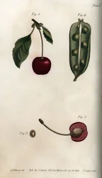 Ærtebæren (bælgfrugt) og del af frugten af kirsebær (eller vilde kirsebær eller fugle). Farvet kobberstik, illustration af Sydenham Edwards (1768-1819) til Conferences of Botanical, Botanical Garden of Lambeth (England)