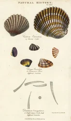 Tornet hjertemusling, Cardium echinatum, afkortet purr, Donax crenulata, og otteribbet tandskal, Dentalium octangulatum. Håndkoloreret kobberstik efter Sydenham Edwards fra John Mason Goods Pantologia, a New Encyclopedia, G. Kearsley, London
