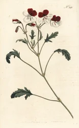 Trefarvet tranesæb, Pelargonium tricolor. Håndfarvet kobberstik af Sansom efter en illustration af Sydenham Edwards fra William Curtis