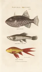 Tre havfisk
