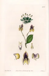 Three teeth Lepanthe - Plade graveret af S.Watts, fra en illustration af Sarah Anne Drake (1803-1857), fra Botanical Register of Sydenham Edwards (1768-1819), England