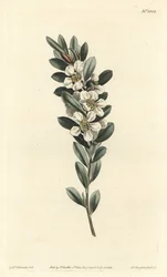 Træ a the eller australsk myrte - Kystnært tetræ, Leptospermum laevigatum (glat fabricia, Fabricia laevigata). Håndfarvet kobberstik af F. Sansom Jr. efter en illustration af Sydenham Edwards fra William Curtis