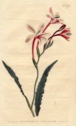 Tritonia har et krøllet blad og lyserøde, crimson og hvide blomster, hjemmehørende i Sydafrika. Krøllet tritonia med lyserøde, karminrøde og hvide blomster. En indfødt i Sydafrika. Tritonia crispa. Håndfarvet kobberstik fra en botanisk illustration b