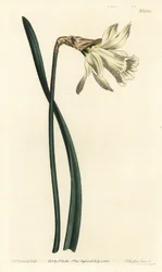 Trompetnarcissus - Mindre hvid spansk påskelilje, Narcissus pseudonarcissus subsp. moschatus (Narcissus moschatus). Håndfarvet kobberstik af F. Sansom Jr. efter en illustration af Sydenham Edwards fra William Curtis