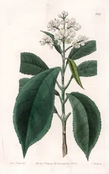 Turpinia Variete - Plade indgraveret af S.Watts, fra en illustration af Sarah Anne Drake (1803-1857), fra Botanical Register of Sydenham Edwards (1768-1819), England