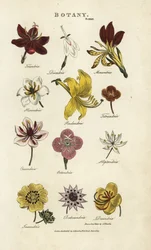 Blomstertyper: Triandria, Diandria, Haskatria, Pendandria, Tetrandria osv. Håndkoloreret kobberstik efter Sydenham Edwards fra John Mason Goods Pantologia, et nyt leksikon, G. Kearsley, London