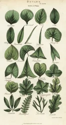 Typer af blade af planter. Håndfarvet kobberstik efter Sydenham Edwards fra John Mason Goods Pantologia, a New Encyclopedia, G. Kearsley, London