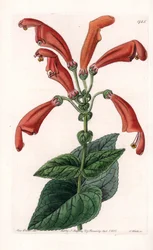 Variete de gesneria, en blomst i rør - Plade indgraveret af S.Watts, baseret på en illustration af Sarah Anne Drake (1803-1857), fra Botanical Register of Sydenham Edwards (1768-1819), England