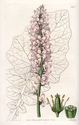 Variete of Francoa with Dairy Leaves, endemisk i Chile - graveret af S.Watts, fra en illustration af Sarah Anne Drake (1803-1857), fra Botanical Register of Sydenham Edwards (1768-1819), England