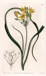 Sort af Triteleia eller brodeleia, med gule blomster, hjemmehørende i Californien - Plade indgraveret af S.Watts, fra en illustration af Sarah Anne Drake (1803-1857), fra Botanical Register of Sydenham Edwards (1768-1819), England