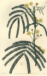 Variete af akacie (eller cassier) - Bregnebladet akacie, Acacia pentadenia. Håndfarvet kobberstik af S. Watts efter en illustration af J. Hart fra Sydenham Edwards