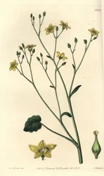 Variety af villarsia, endemisk til Australien - Ornduffia reniformis (Nyrebladede villarsia, Villarsia reniformis). Håndfarvet kobberstik af S. Watts efter en illustration af Miss Sarah Drake fra Sydenham Edwards