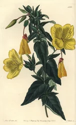 Variation af kæmpenatlys eller græs med æsler - Natlys, Oenothera fruticosa subsp. glauca (Glaucous oenothera, Oenothera glauca). Håndfarvet kobberstik af S. Watts efter en illustration af Miss Sarah Drake fra Sydenham Edwards