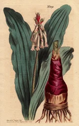 Veltheimia har glaucus blad, en smuk lilje (lilje) fra Cape of Good Esperance (Sydafrika). Glaucous leaf veltheimia, en smuk lilje fra Kap det Gode Håb. Veltheimia glauca. Håndfarvet kobberstik fra en botanisk illustration
