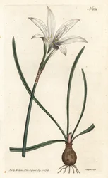 Virginia Amaryllis - Atamasco lilje, Zephyranthes atamasco (Amaryllis atamasco) - Håndfarvet kobberstik af Sansom efter en illustration af Sydenham Edwards fra William Curtis