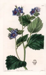 Viscous Phacelia - Plade graveret af S.Watts, fra en illustration af Sarah Anne Drake (1803-1857), fra Botanical Register of Sydenham Edwards (1768-1819), England