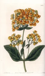 Viskøs calceolar (eller lille tøffel) - Indgraveret bord af S.Watts, fra en illustration af Sarah Anne Drake (1803-1857), fra Botanical Register of Sydenham Edwards (1768-1819), England