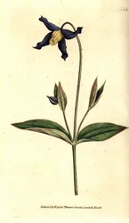 Helbladsklematit - helbladet klematis eller jomfrubuket, Clematis integrifolia. Håndfarvet kobberstik efter en botanisk illustration fra William Curtis