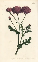 Vild cineraire - Lilla jordsel eller ragwort, Senecio elegans. Håndfarvet kobberstik af Sansom efter en illustration af Sydenham Edwards fra William Curtis