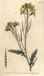 Vild radise, Raphanus raphanistrum, Siliquosa. Håndfarvet kobberstik af F. Sansom af en botanisk illustration af Sydenham Edwards til William Curtis