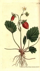 Vilde jordbær, Fragaria vesca (En-bladet jordbær eller jordbær fra Versailles, Fragaria monophylla). Håndfarvet kobberstik efter en botanisk illustration fra William Curtis