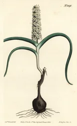 Wurmbea monopetala (mangeblomstret melanthium, Melanthium monopetalum). Håndfarvet kobberstik af F. Sansom Jr. efter en illustration af Sydenham Edwards fra William Curtis