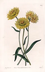 Xerochrysum variete, endemisk i Australien - graveret af S.Watts, fra en illustration af Sarah Anne Drake (1803-1857), fra Botanical Register of Sydenham Edwards (1768-1819), England