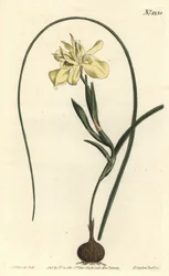 Gul spidsrodet moraea, Moraea fugax (Moraea edulis). Håndfarvet kobberstik af F. Sansom Jr. efter en illustration af Sydenham Edwards fra William Curtis