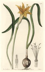 Gul pyrolirion (Amaryllis arvensis), hjemmehørende i Peru - Stærkt vand af S. Watts fra en illustration af Sarah Anne Drake (1803-1857), udtrukket fra det botaniske register