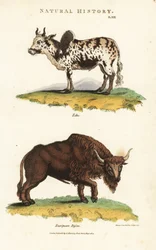 Zebu og bison - Zebu puklede kvæg, Bos indicus, og europæisk bison, Bison bonasus. Håndfarvet kobberstik efter Sydenham Edwards fra John Mason Goods Pantologia, a New Encyclopedia, G. Kearsley, London