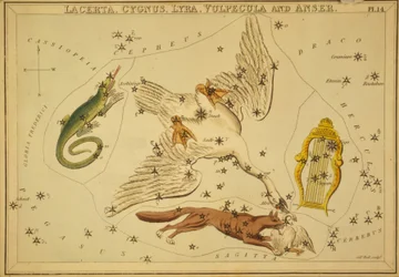 Firben, svane, lyra, ræv og gås, illustration fra 