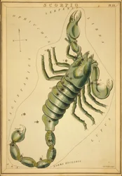 Skorpionen, illustration fra 