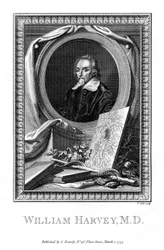 William Harvey, læge, 1777.