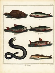 Fiskeri: skrubber, chub, roach, dampe, fjeldørred, ål, loach. 1792 (gravering)