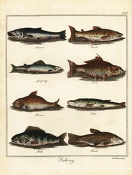 Fiskeri: laks, ørred, stalling, karper, brasen, gedde, aborre, tenc 1792 (gravering)