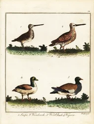 Jagtfugle: dobbeltbekkasin, skovsneppe, gråand og pibeand. 1792