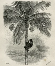 La recolte de la wax de palmier ceroxylon, dans le Quindio (Colombia), gravering af Taylor og Ferdinandus, for at illustrere historien L