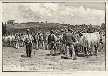 Oksekødsmessen i Siena (Italien). Gravering af Taylor for at illustrere historien "" A travers la Tuscane"" af Eugene Muntz (1845-1902), i Le tour du Monde 1892, instrueret af Edouard Charton (1807-1891), Hachette, Paris.