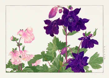 Aquilegia-blomst fra "Seiyou Sokazufu"