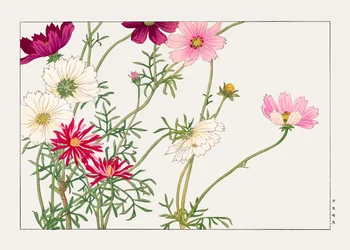 Kosmosblomst fra "Seiyou Sokazufu"