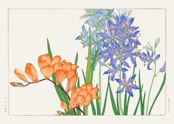 Freesia-blomst fra "Seiyou Sokazufu"