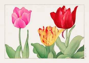Tulipan fra "Seiyou Sokazufu"