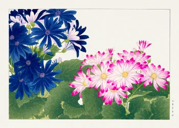 Vintage cineraria-blomst fra "Seiyou Sokazufu"