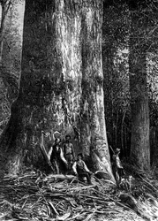Kæmpeeukalyptus, Australien, 1886