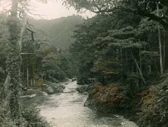 Efterårsskov i Yamanaka-regionen, ca. 1900-1915 (fotografi)